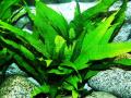 Akváriumi növények - Microsorum pteropus